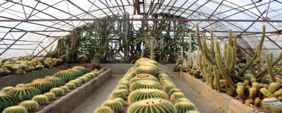 75413-cactus-nursery-kalimpong.jpg