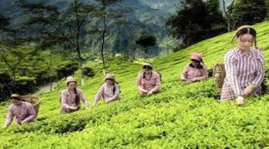 85669-Darjeelingteagarden.jpg